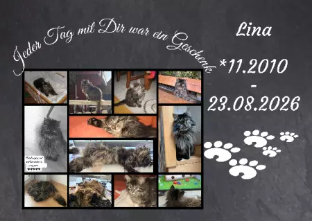 Gedenkstein, Grabstein, Gedenkkreuz, Grabschmuck Gedenktafel Lina Bild